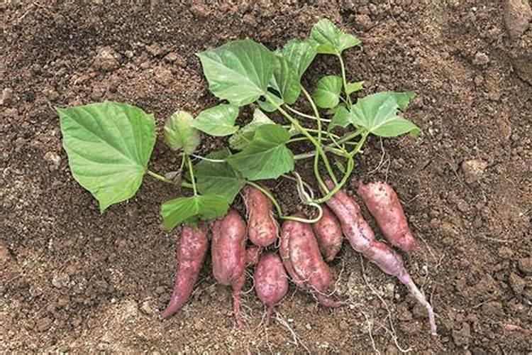 西红柿膨果喷打芸苔素好吗 有哪些作用