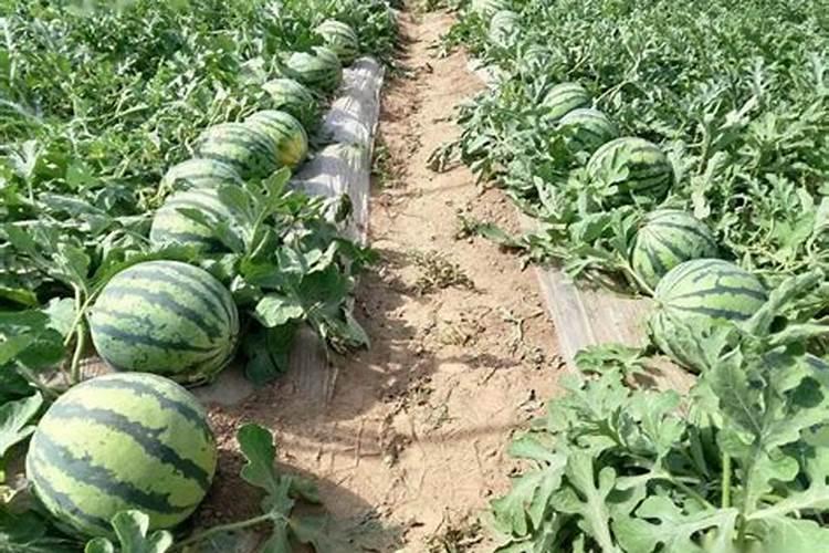 种植西瓜用什么肥料最佳？不同生长阶段,巧施肥料