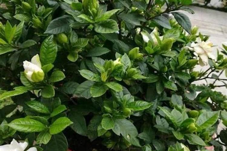 锌肥对玉米的影响及用量