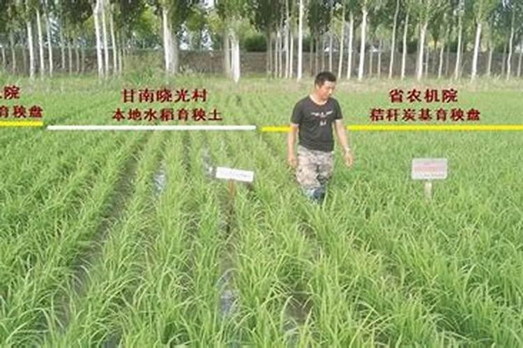 桃子快熟了落果怎么办