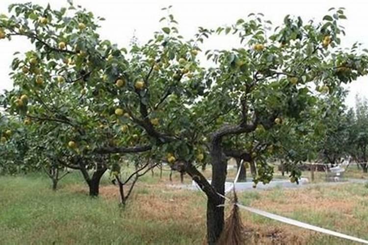 盆栽无花果怎么施肥 盆栽无花果施肥方法