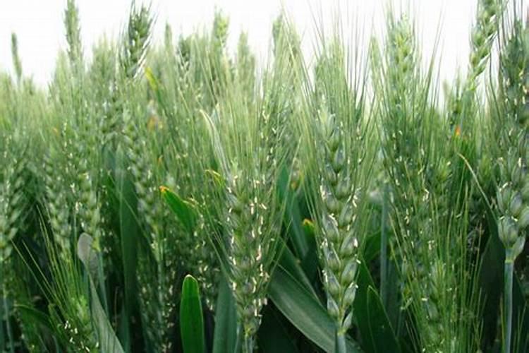 小麦在什么期间可打叶面肥？