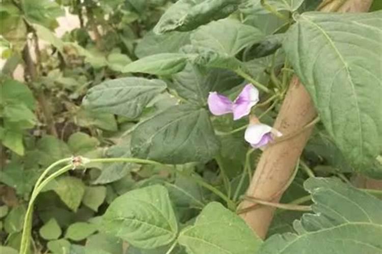 豆角不结豆角的解决方法