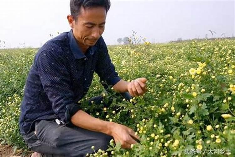 溴菌腈咪鲜胺,芸苔内脂叶面肥和菊脂能混合用吗？