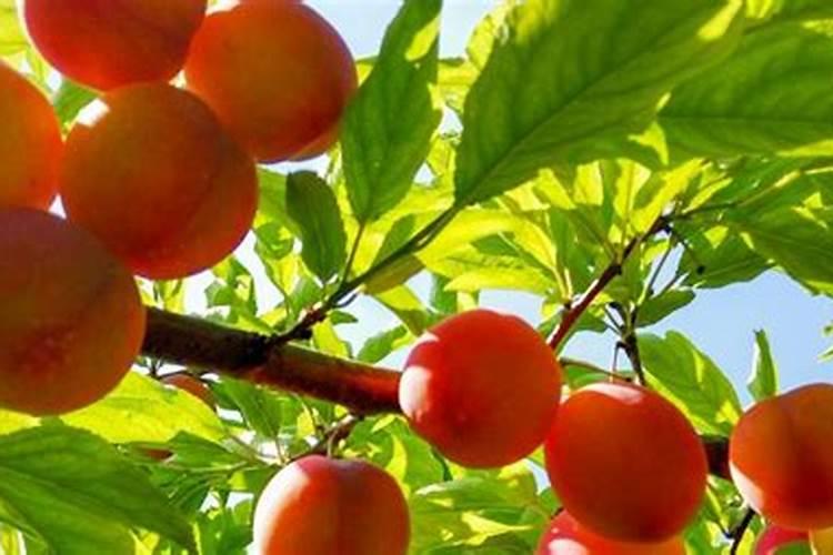 甲肥对什么蔬菜好