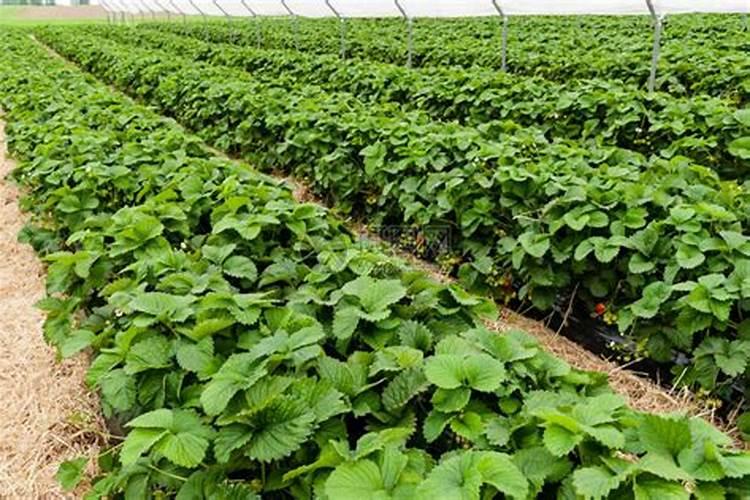 尿素和氮肥有什么区别