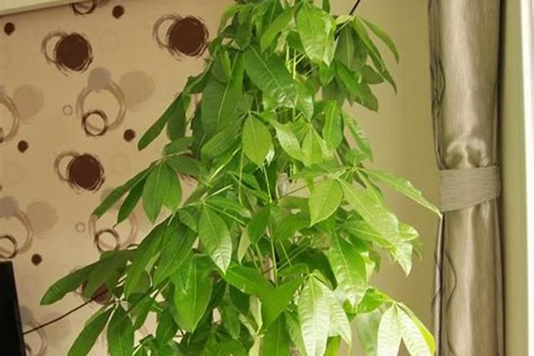 叶面肥间隔几天喷第二次