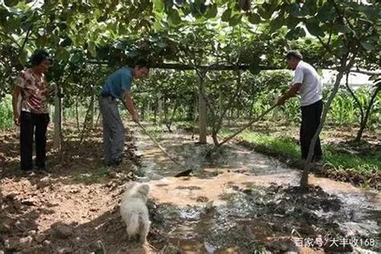 叶面肥间隔几天喷第二次