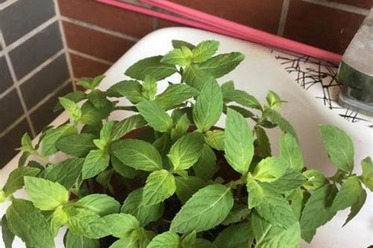 薄荷喜肥吗 喜欢施什么肥料