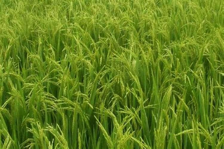 有机小球藻营养价值