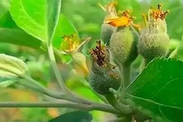 膨果肥用什么肥最好