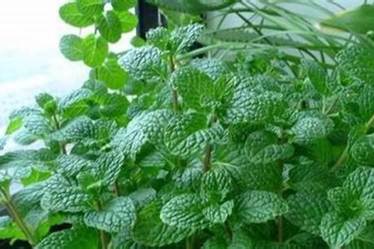 薄荷需浇什么肥料才可以长得好