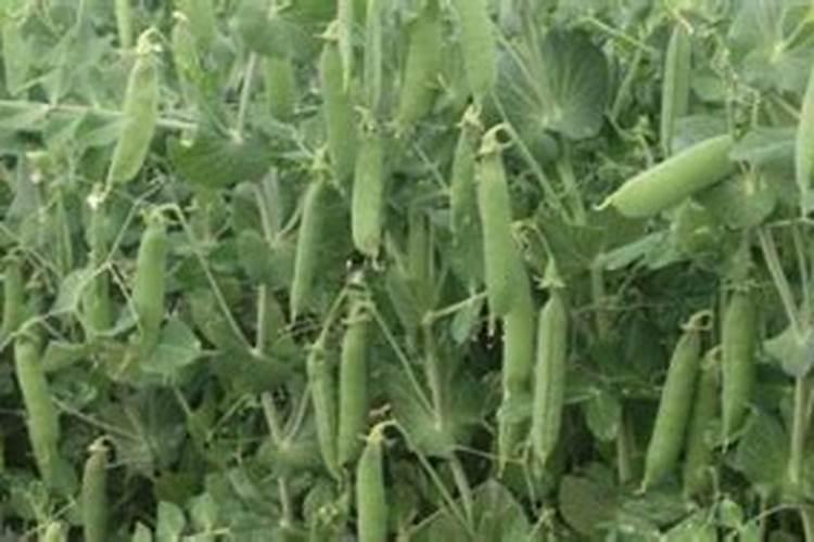 种豆肥田的原理是什么