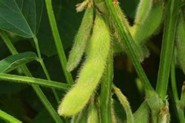 种豆肥田的原理是什么