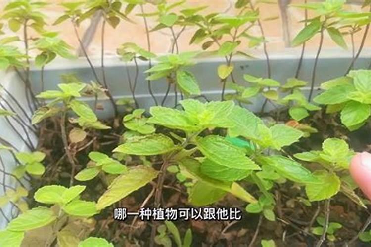薄荷施什么肥,氮肥为主磷钾肥为辅(薄肥勤施)