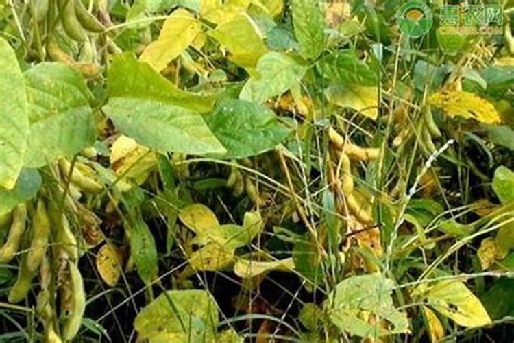 种植农作物的时候使用腐熟的黄豆粉做肥料,有什么好处？