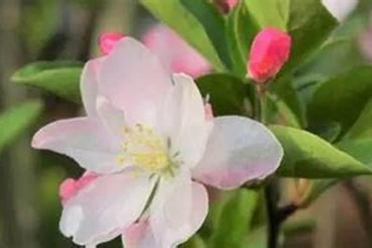 苹果几月份打硼好