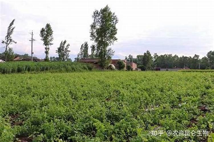 党参追尿素好还是复合肥好