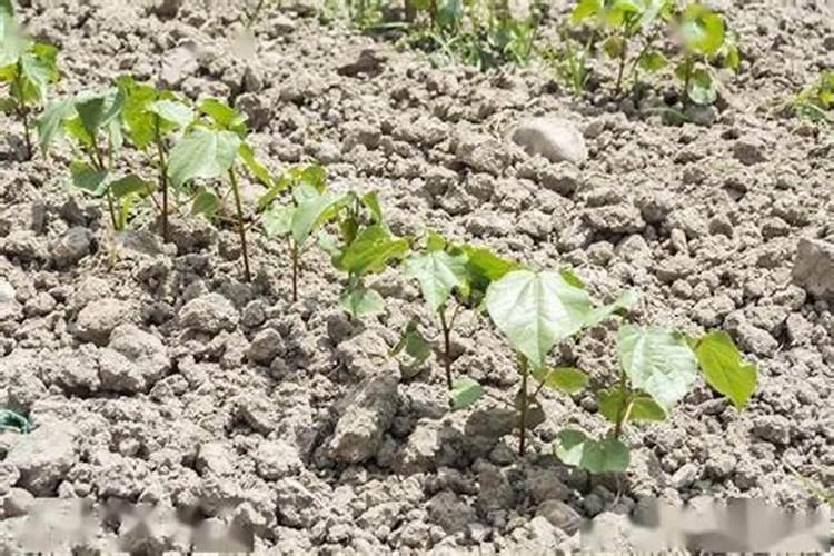 当前棉花叶面施肥怎么样追加