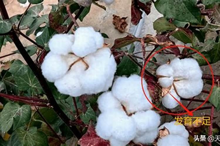 棉花600公斤施肥方法