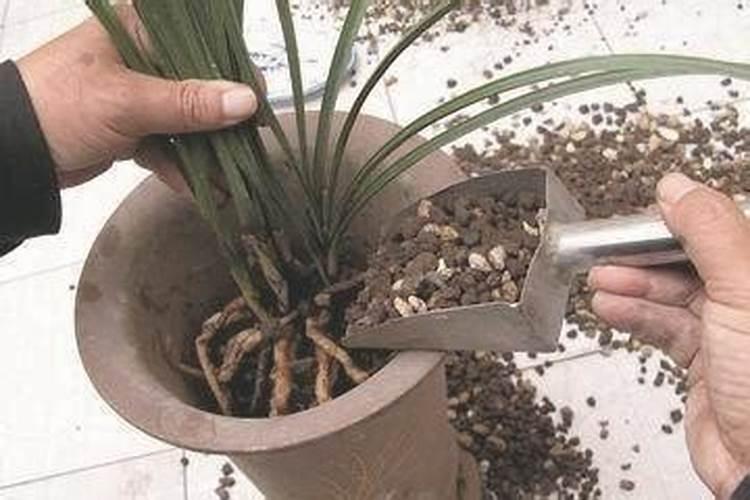 幸福树换盆后如何施肥,勤施淡肥/氮肥和钾肥最好