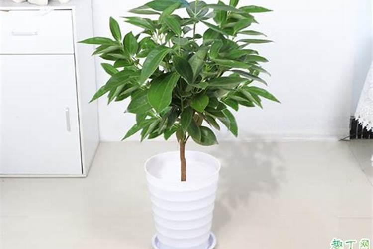 幸福树换盆后如何施肥,勤施淡肥/氮肥和钾肥最好