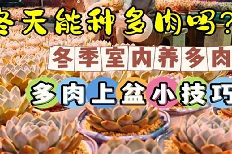 多肉植物可以施氮肥吗 多肉植物能施氮肥吗