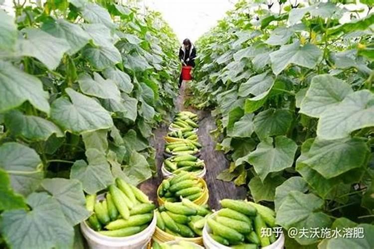 黄瓜苗什么时候施肥 黄瓜苗的施肥时间