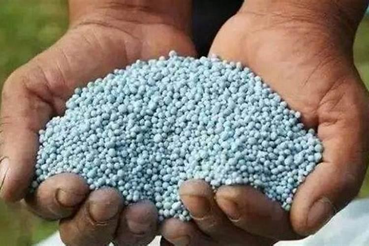 在给小麦施肥时,都有哪些误区要避开呢？