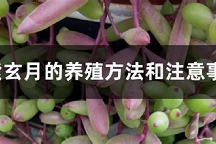 紫玄月的养殖方法和注意事项夏季