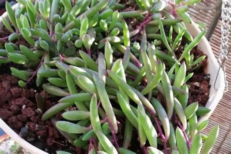 紫玄月怎么养长的好