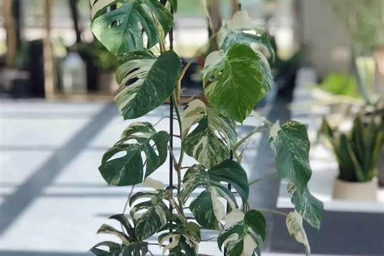 龟背竹花肥用什么合适 肥料制作与使用方法