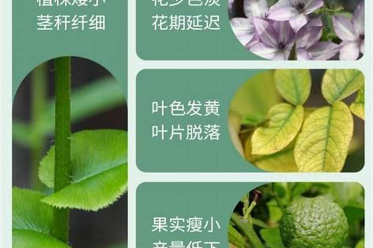 龟背竹能用磷酸二氢钾施肥吗