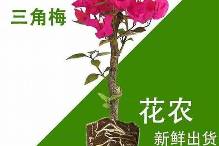 哪种氮肥最适宜作根外施肥？各种作物容许喷施的尿素浓度是多少？