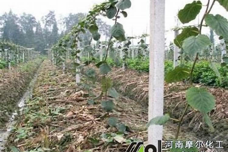 猕猴桃用什么肥料