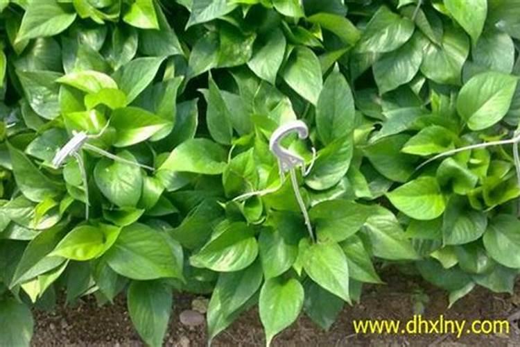 尿素做叶面肥该怎么用呢？