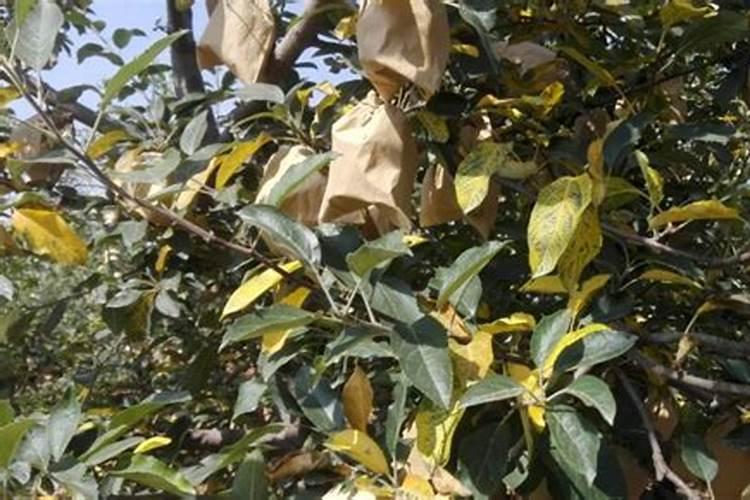 果树在果实膨大期施入钾肥过量有危害吗？