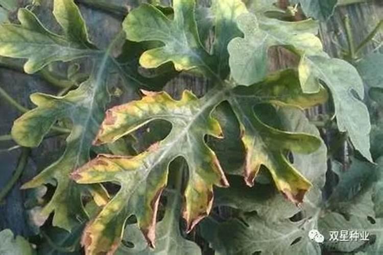西瓜黄叶,蕨叶怎么治