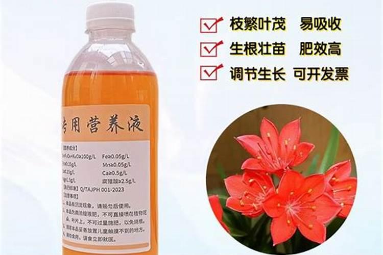 怎么能让紫根兰多开花