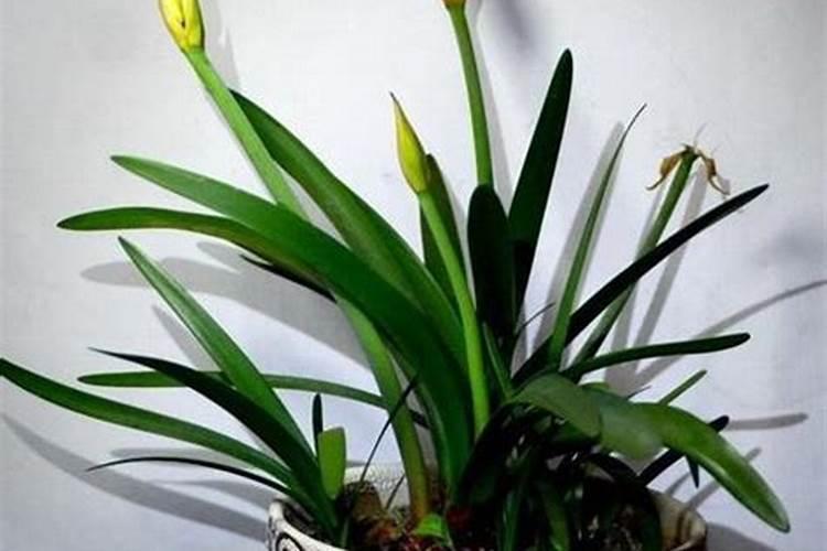 紫根兰多久开花一次