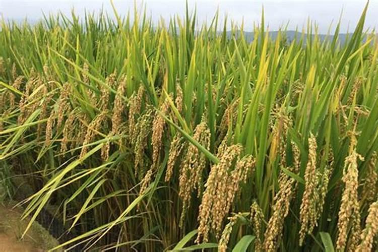 水稻施肥时间,水稻施肥技术