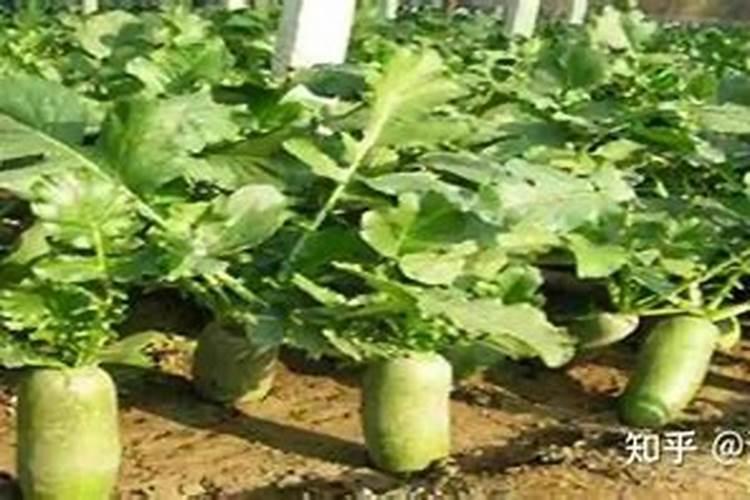 种植萝卜时,不宜施用哪些肥料？萝卜为何会出现空心现象？