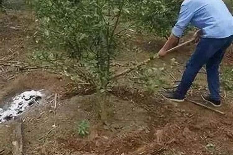 花生施什么肥最好