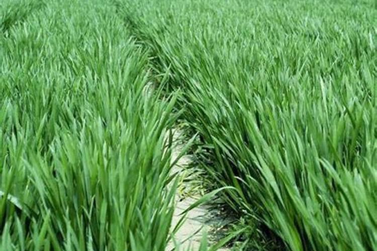 小麦返青拔节期长势差,1个简单叶面肥配方,叶片复绿快成大穗