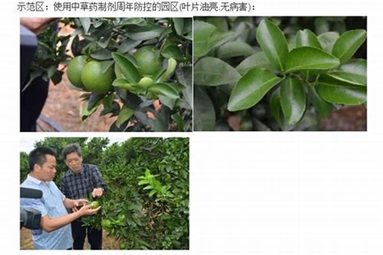 山楂树有几种追肥时期？