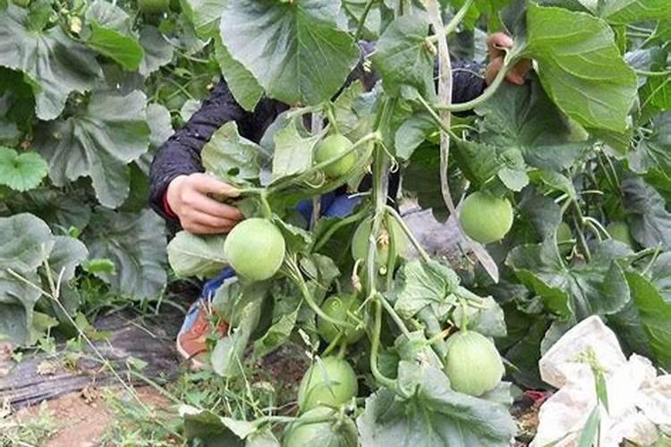老师香瓜没冲肥呢瓜不大裂瓜咋办