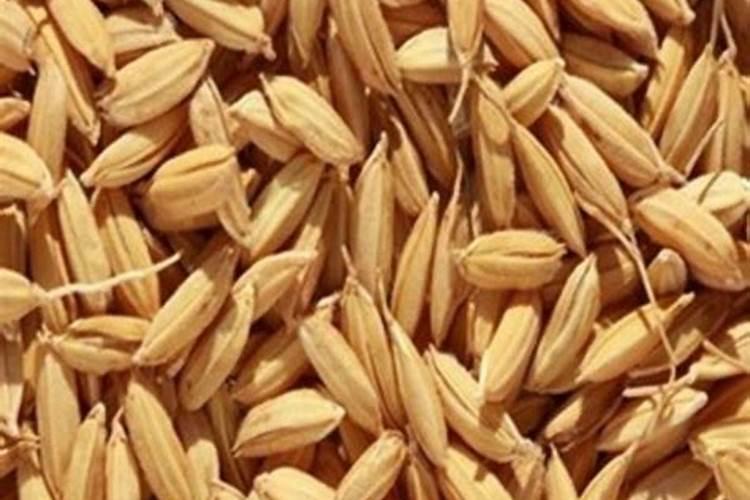 水稻扬花期适合打芸苔素吗？