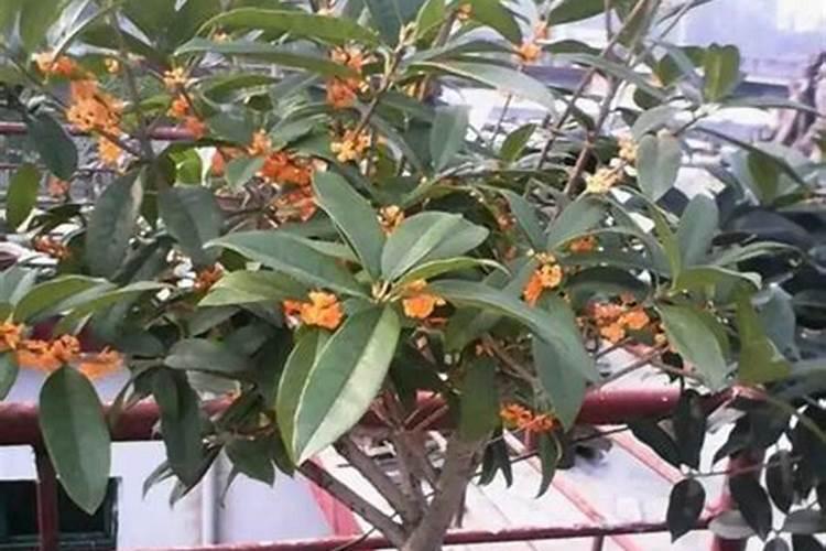 颗粒水溶肥一亩地用多少