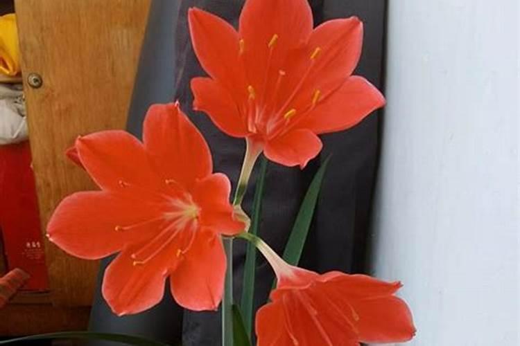 葡萄冬季如何施肥？不同时期施什么肥