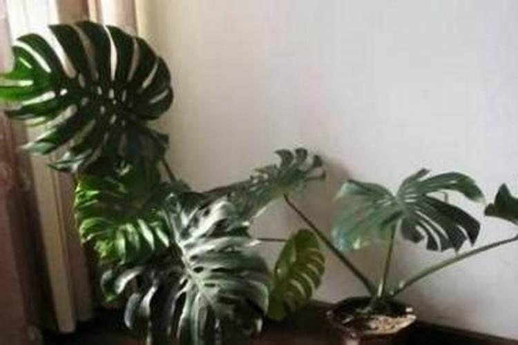 龟背竹迁插成活后什么时候能施肥呢？